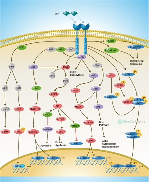 A Method To Examine Temporal Regulation Of Endogenous Ptms On Any Protein Of Interest A Snapshot Of The Egfr Signaling Pathway A Method To Examine Temporal Regulation Of Endogenous Ptms On Any Protein Of Interest A Snapshot Of The Egfr Signaling Pathway