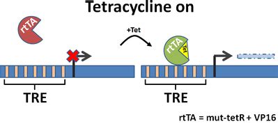 Addgene Tetracycline Inducible Expression Addgene Tetracycline Inducible Expression
