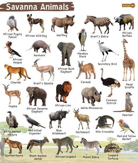 Unique Adaptations Of Animals In The Savanna Birds For Survival