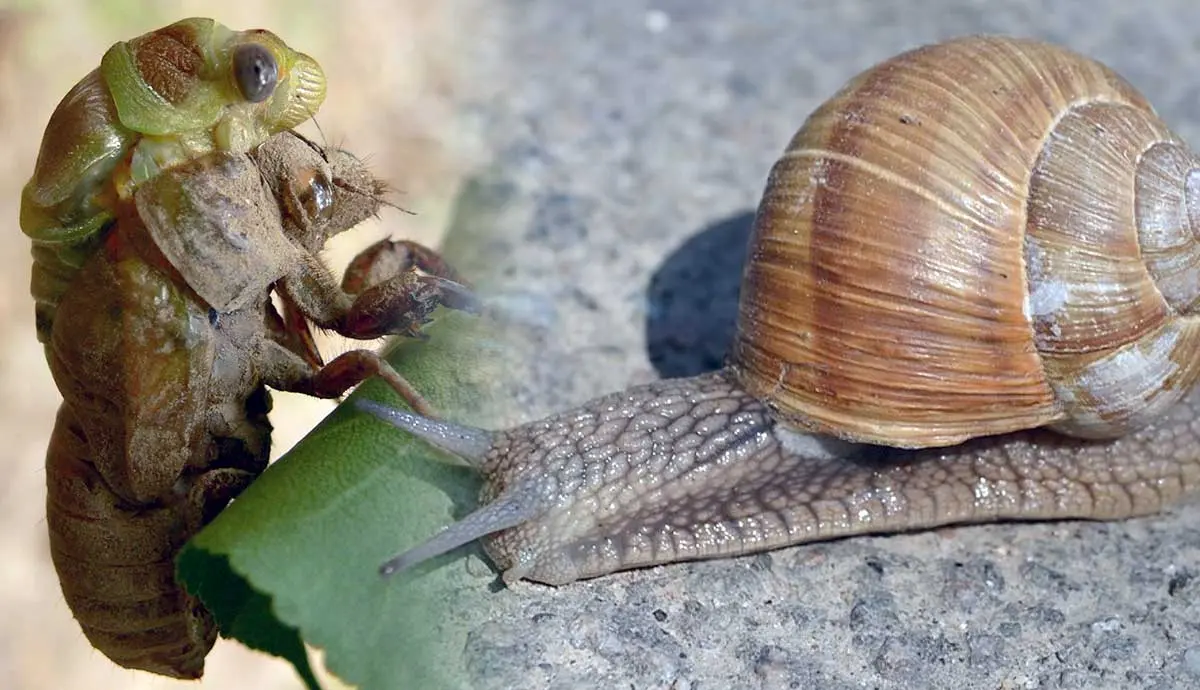 Why Are Snails Bugs? A Fast, Efficient Explainer On Mollusk Speed