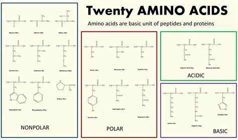 Basic Amino Acids An Overview Sciencedirect Topics