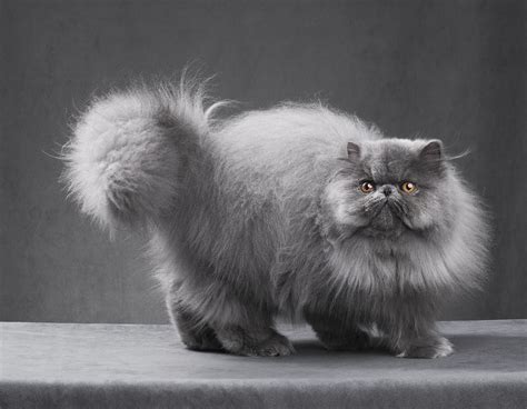 Blue Persian