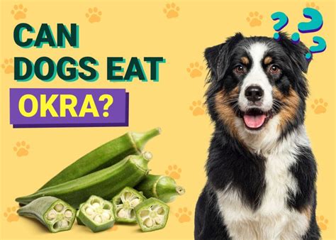 Explore Can Dogs Have Okra Now To Keep Pets Healthy