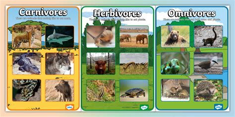 Carnivore Herbivore And Omnivore Photo Display Posters Carnivore Herbivore And Omnivore Photo Display Posters
