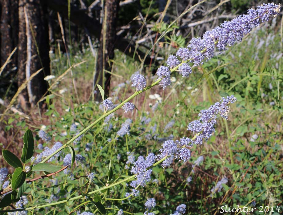 Why Ceanothus Integerrimus Fire Adaptations Enable Fire Resilience
