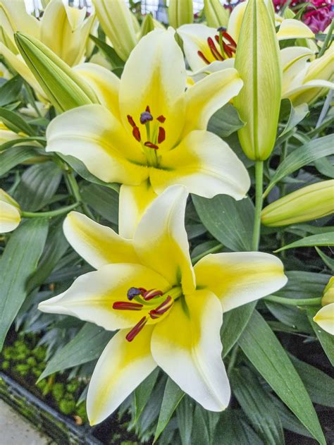 Celebrate The Year Of The Lily With These Amazing Photos National Garden Bureau Celebrate The Year Of The Lily With These Amazing Photos National Garden Bureau
