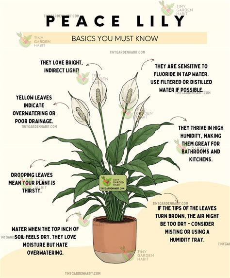 Complete Care Guide Domino Peace Lily Complete Care Guide Domino Peace Lily