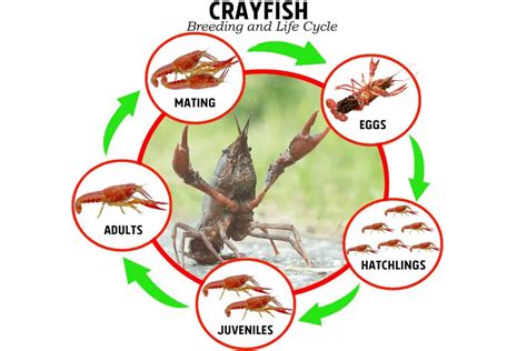Crawfish Biology The Fish Site