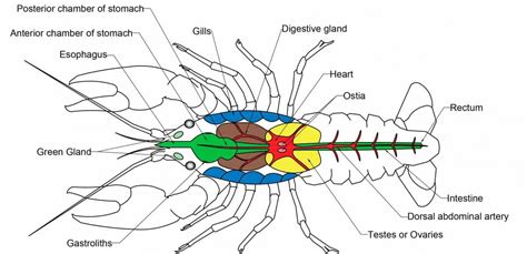 Common Issues With Crayfish Anatomy Diagram Inside And How To Fix