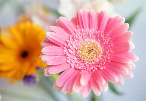 Daisy Flower Teddy Bear Gerbera Daisy New Photo Beautiful Flower Daisy Flower Teddy Bear Gerbera Daisy New Photo Beautiful Flower