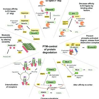 Diverse Molecular Mechanisms Of Ptm Control Of Protein Degradation Diverse Molecular Mechanisms Of Ptm Control Of Protein Degradation