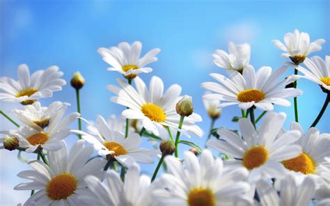 Download A Beautiful Daisy Flower Wallpapers Com Download A Beautiful Daisy Flower Wallpapers Com