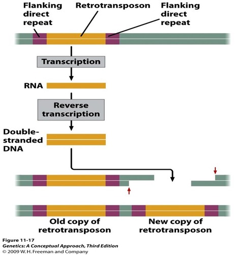 Surprising Twist: Earl Grey Transposable Elements Reshape Genomes