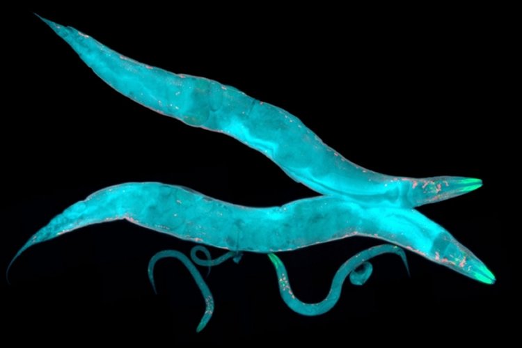Gut Brain Connection Signals Worms To Alter Behavior While Eating Mit News Massachusetts Institute Of Technology