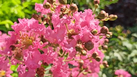 Indica Flowers: A Sensual Exploration.