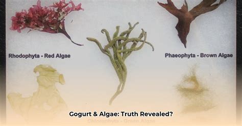 Why Is Algae In Gogurt Used? The Science, Safety, And Why It Matters.