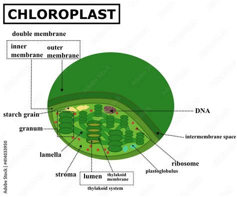 Microscope Tales: Is Chloroplast Algae Changing How We See Plants