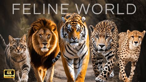 Learn More About Felines Teeth Claws Roars Strength And Balance