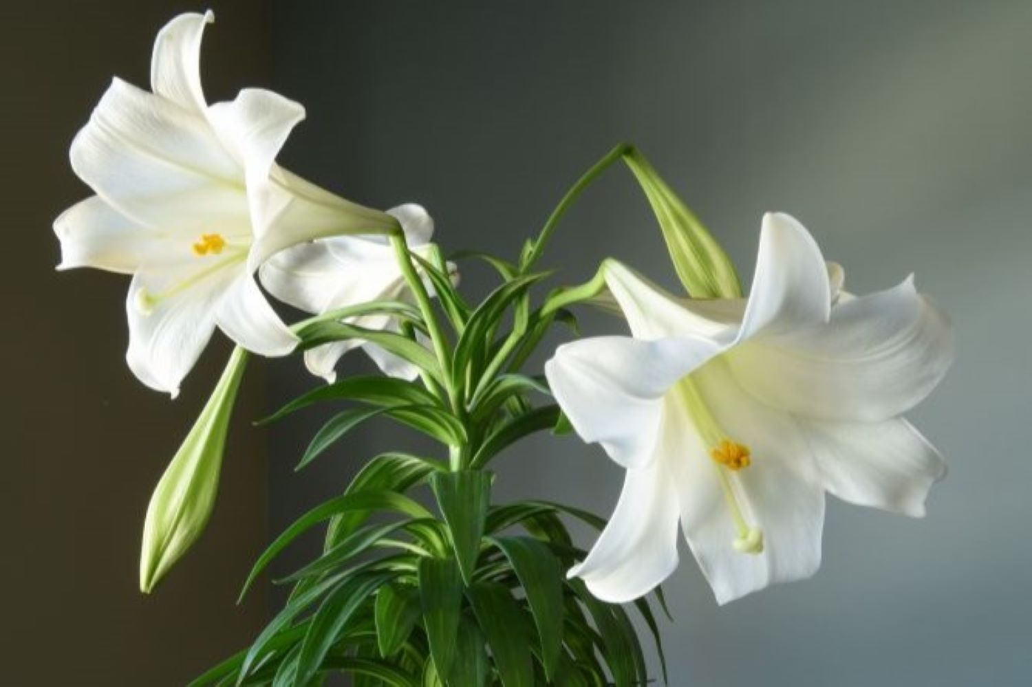 Lilies How To Plant Grow And Care For Lily Flowers The Old Farmer Amp 39 S Almanac Lilies How To Plant Grow And Care For Lily Flowers The Old Farmer Amp 39 S Almanac