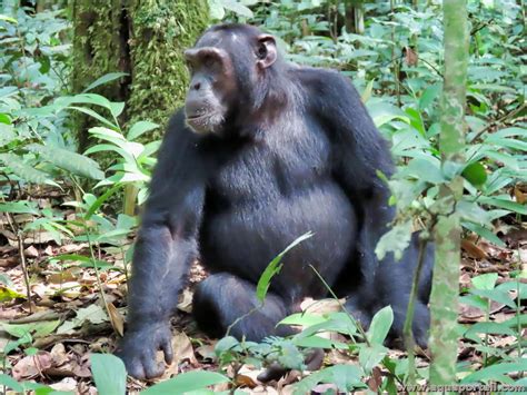 Uncover Evolutionary Insights With Pan Troglodytes Size Of Braincase