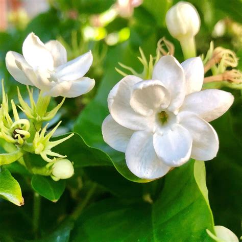 Philippine Jasmine Fragrant Jasmine Sambac Easy To Grow Bulbs Philippine Jasmine Fragrant Jasmine Sambac Easy To Grow Bulbs