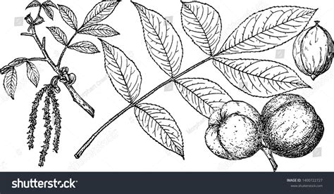 Picture Mockernut Hickory Tree Marked Branching Stock Vector Royalty