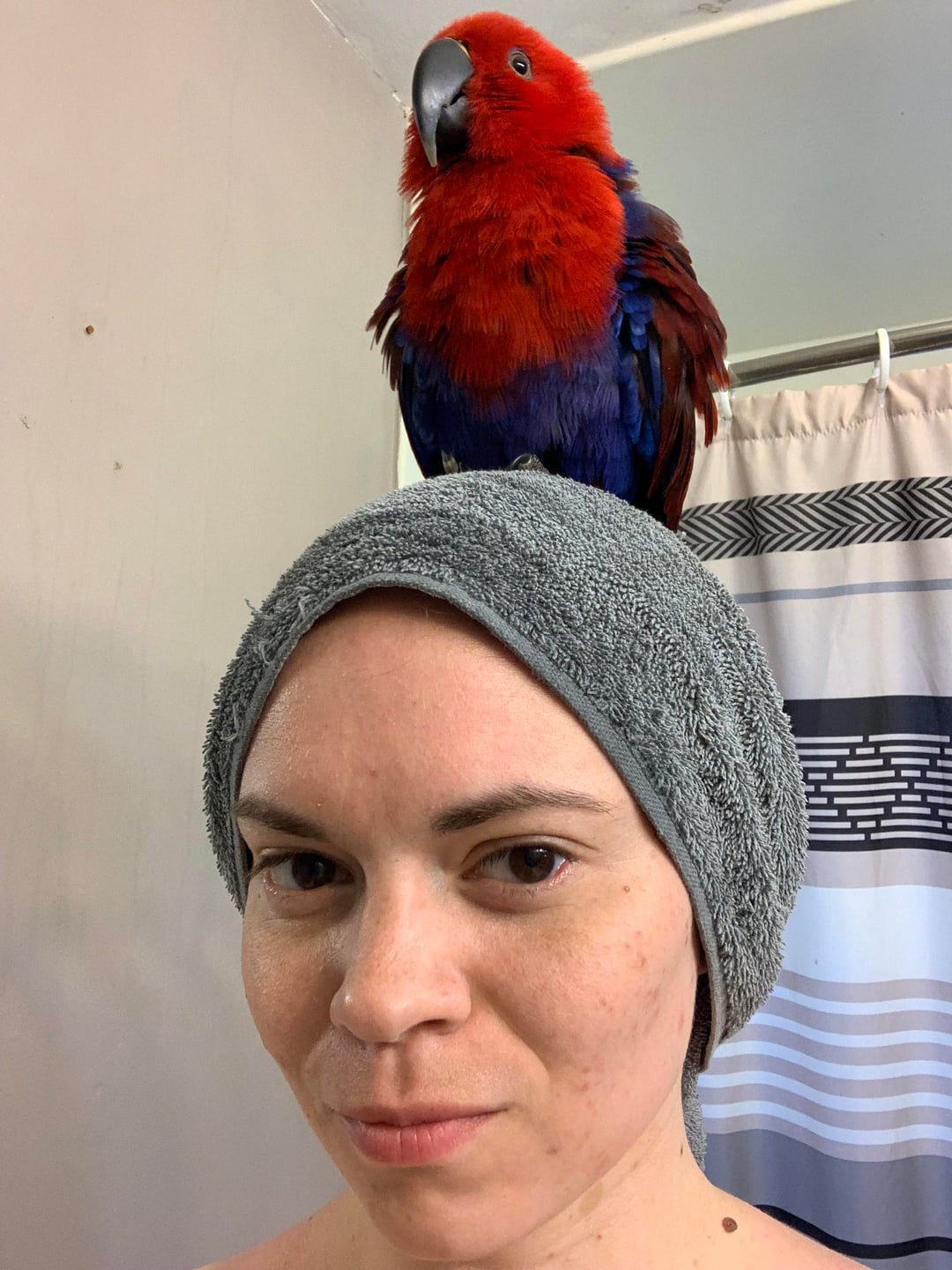 Pittsburgh Penguins Concept Logos V2 R Penguins