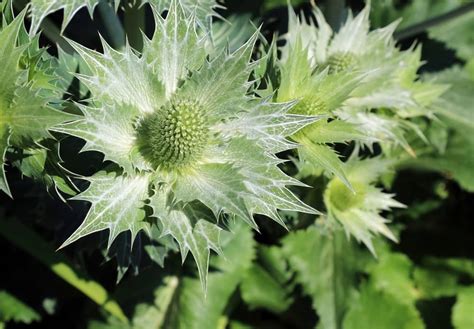 Plants With Spiky Leaves Fleabane And Sowthistle And Groundsel Oh My Plants With Spiky Leaves Fleabane And Sowthistle And Groundsel Oh My