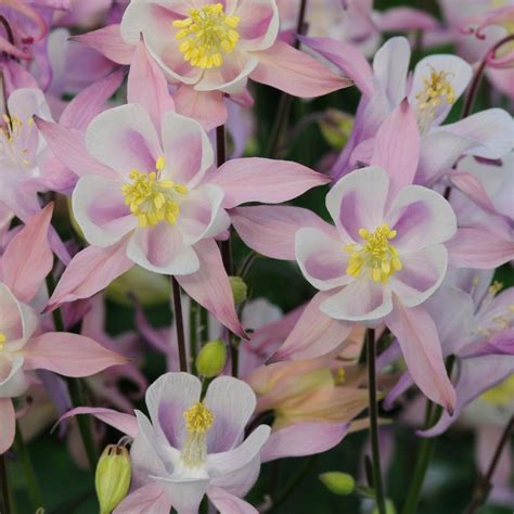 Plums Amp Cream Columbine Van Wilgen Amp 39 S Garden Center