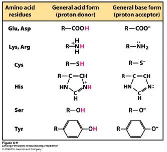 7 Key Roles Of Proton Acceptors Amino In Biochemistry