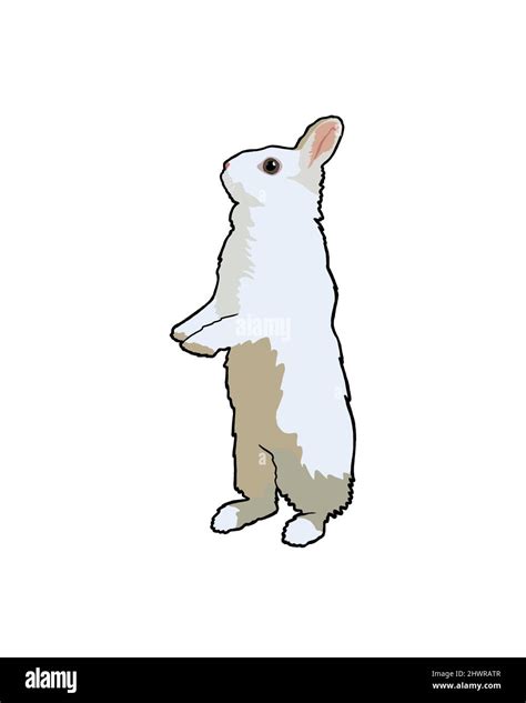 Rabbit Standing On Hind Legs Cut Out Stock Images Pictures Alamy Rabbit Standing On Hind Legs Cut Out Stock Images Pictures Alamy
