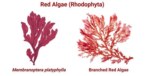 Red Algae Characteristics Structure Reproduction And Examples Red Algae Characteristics Structure Reproduction And Examples