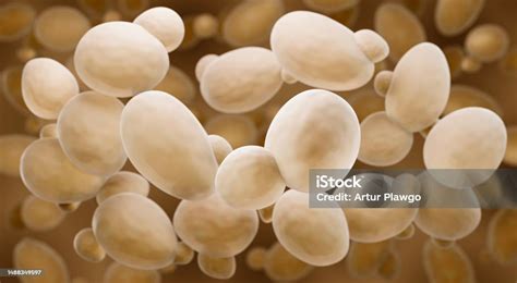 Saccharomyces Cerevisiae Carolina Biological Explained For Scientists