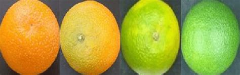 Show The Categories Of Ripe And Unripe Orange Fruits Download Scientific Diagram