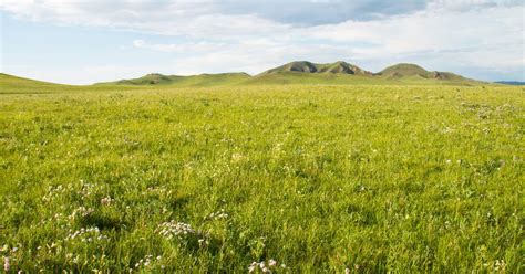 Spatial Dynamics And Drivers Of Recent Changes In Grass And Shrub Cover In Submontane Grassland Plant Communities Community Ecology Spatial Dynamics And Drivers Of Recent Changes In Grass And Shrub Cover In Submontane Grassland Plant Communities Community Ecology