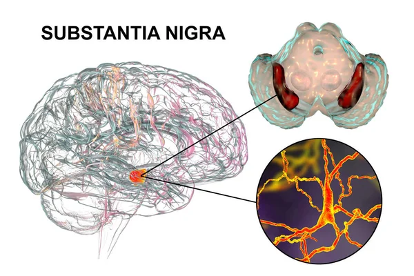 A Brain Compass: Substantia Nigra Icon Guides Dopamine Pathways