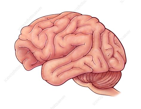 The Brain Of The Chimpanzee Chapter 19 Chimpanzee