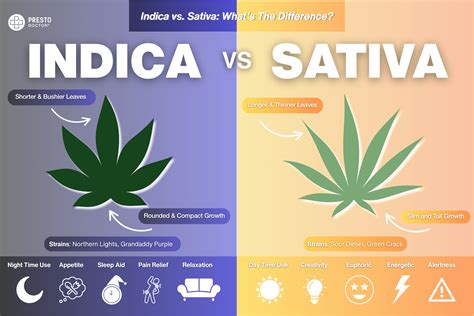 The Difference Between Sativa Vs Indica Edible Effects Does It Matter The Difference Between Sativa Vs Indica Edible Effects Does It Matter