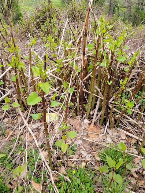 The Forager S Dilemma