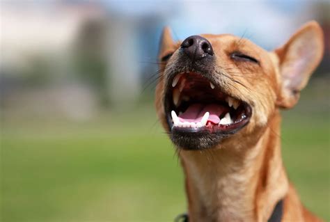 The Ultimate Guide To Dog Dental Care Dog Amp 39 S Sun The Ultimate Guide To Dog Dental Care Dog Amp 39 S Sun