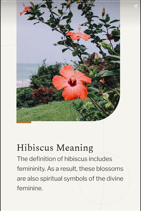 Unveiling Hibiscus Tattoo Symbolism Explained Meaning What Does Meanings Unveiling Hibiscus Tattoo Symbolism Explained Meaning What Does Meanings
