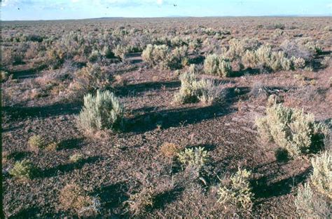 What Are Environmental Problems In Temperate Shrublands