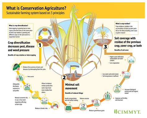 What Is Conservation Agriculture Cimmyt What Is Conservation Agriculture Cimmyt