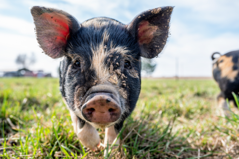 Xenotransplantation Transplanting Genetically Modified Pig Kidneys Into Patients