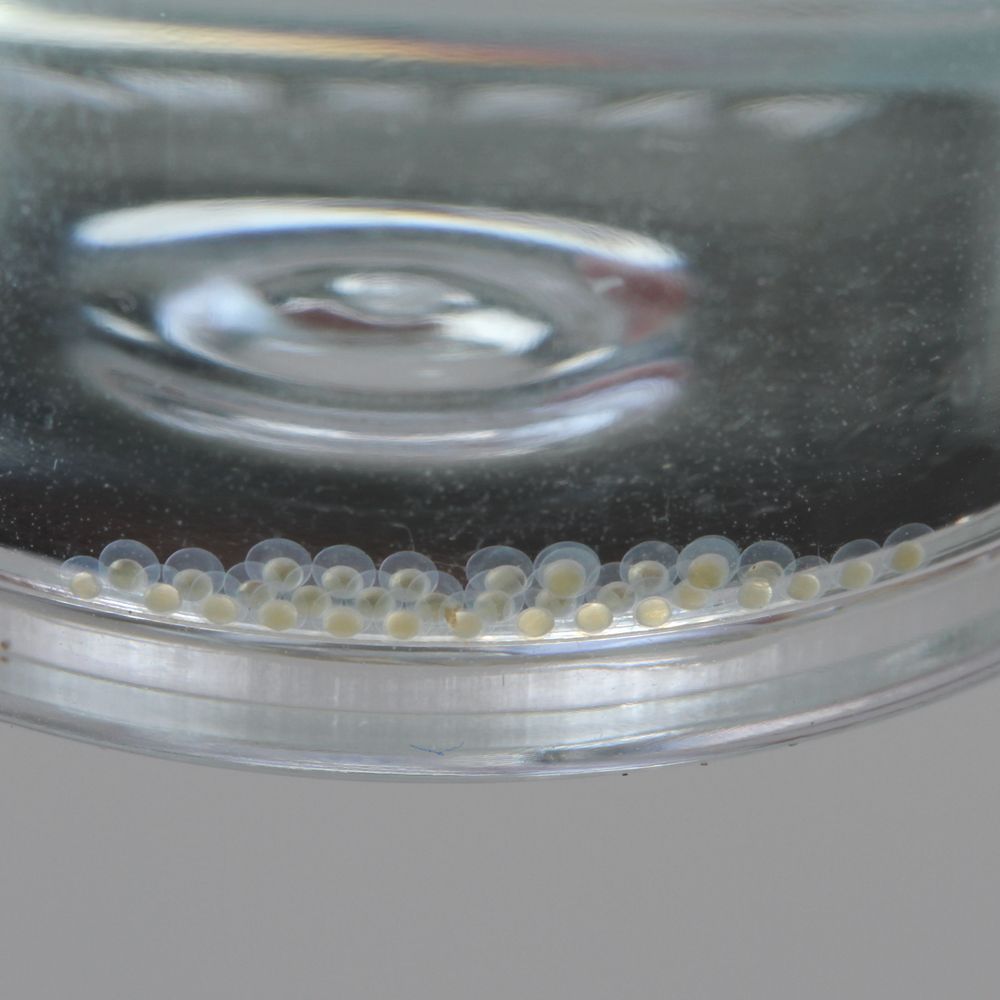 Zebra Fish Eggs Size: Egg Dimensions And Fry Development